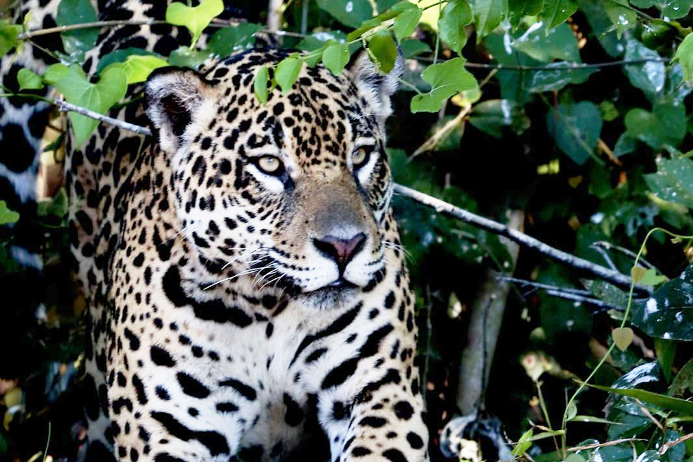 Tchaco Pantaneiro no Pantanal