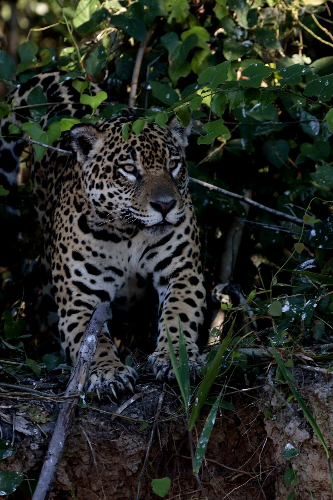 Onça-pintada no Pantanal